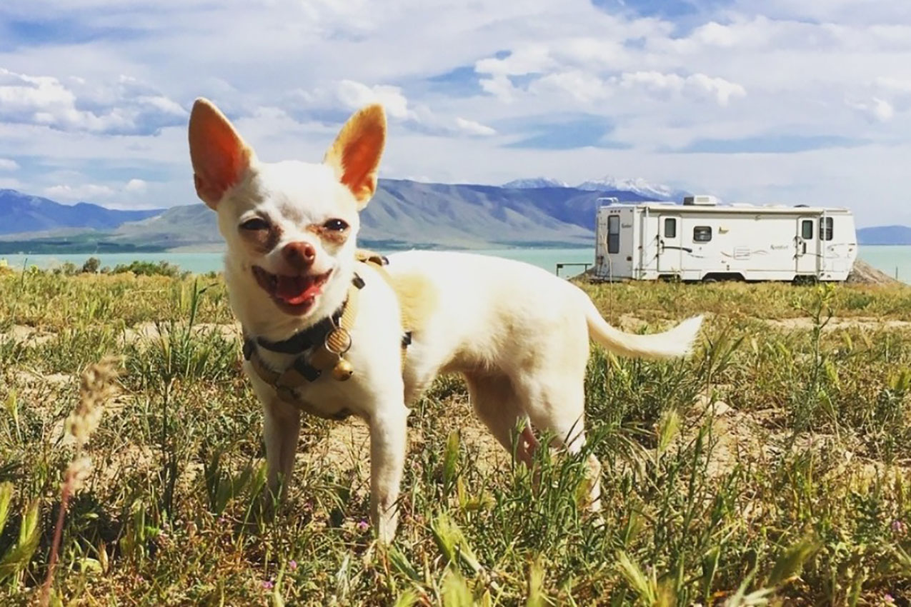8 Must-Have Items For RV Travel With Pets