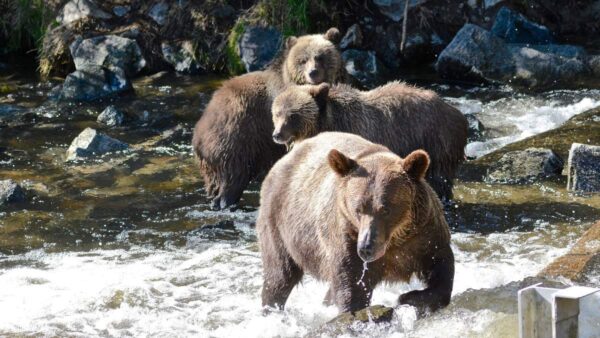 3 grizzly bears in river